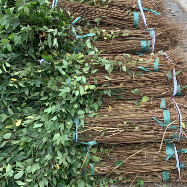 江苏精品榉树杯苗小苗，规格齐全量大价优欢迎下单