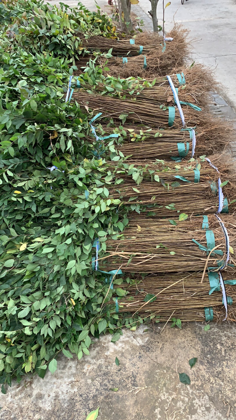 江苏精品榉树杯苗小苗，规格齐全量大价优欢迎下单