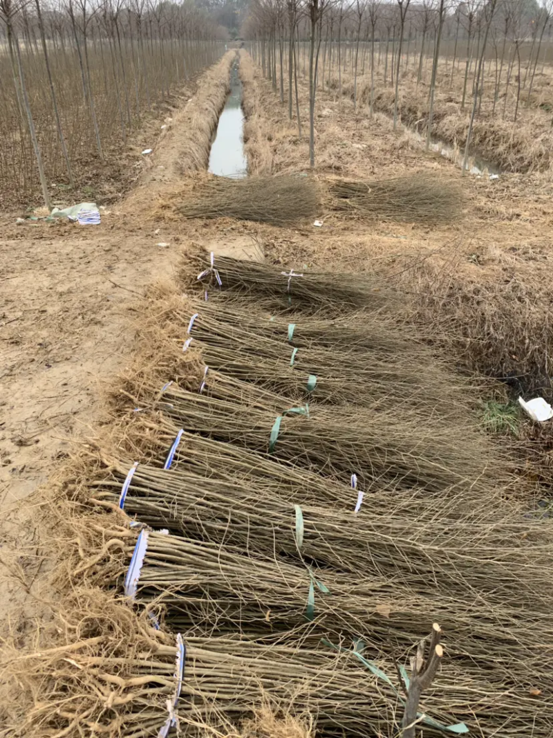 江苏精品榉树杯苗小苗，规格齐全量大价优欢迎下单