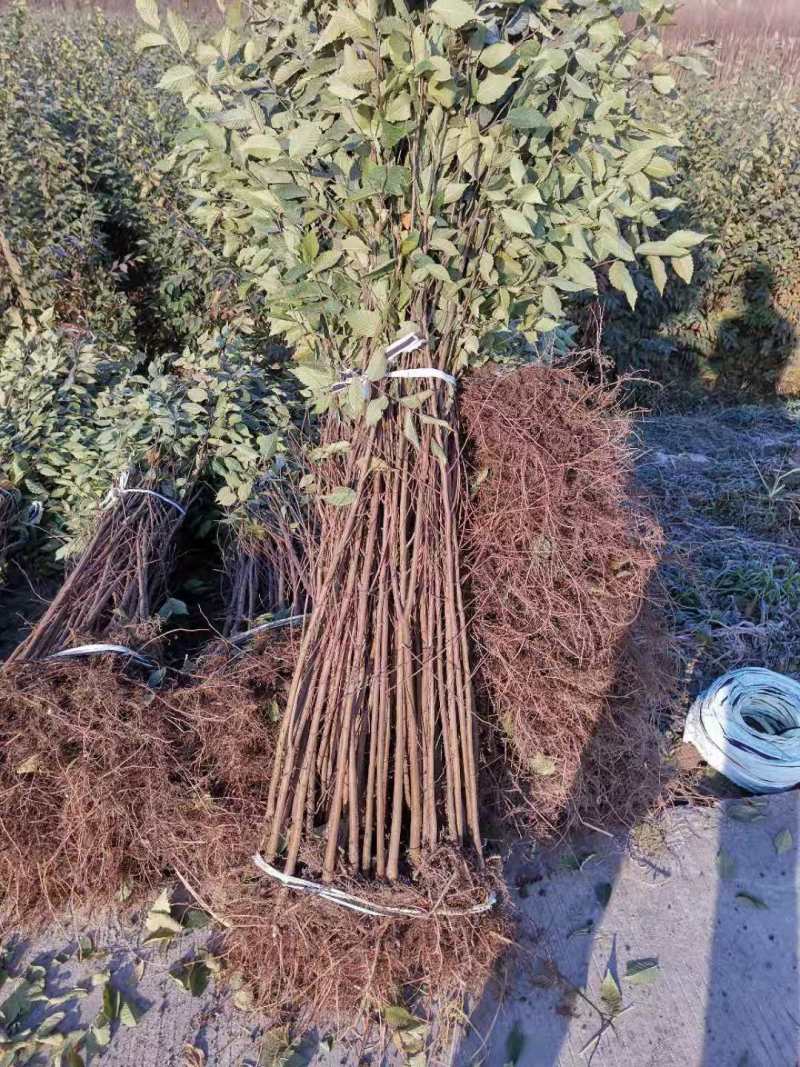 江苏精品榉树杯苗小苗，规格齐全量大价优欢迎下单