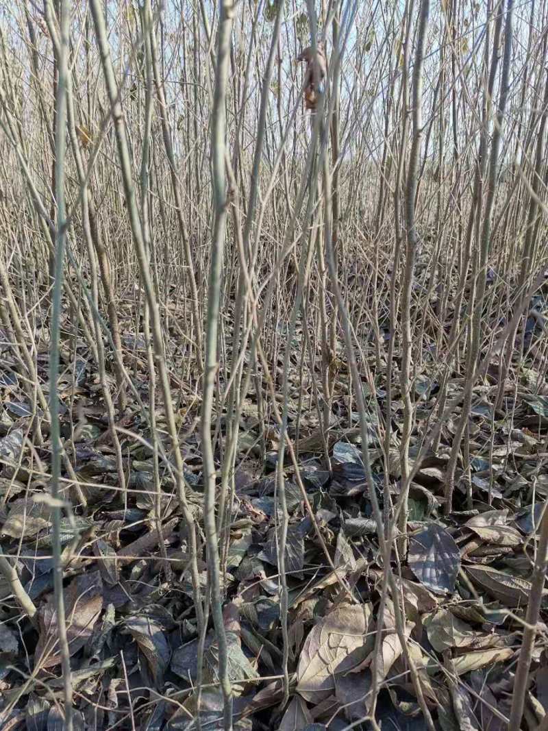 江苏精品榉树杯苗小苗，规格齐全量大价优欢迎下单