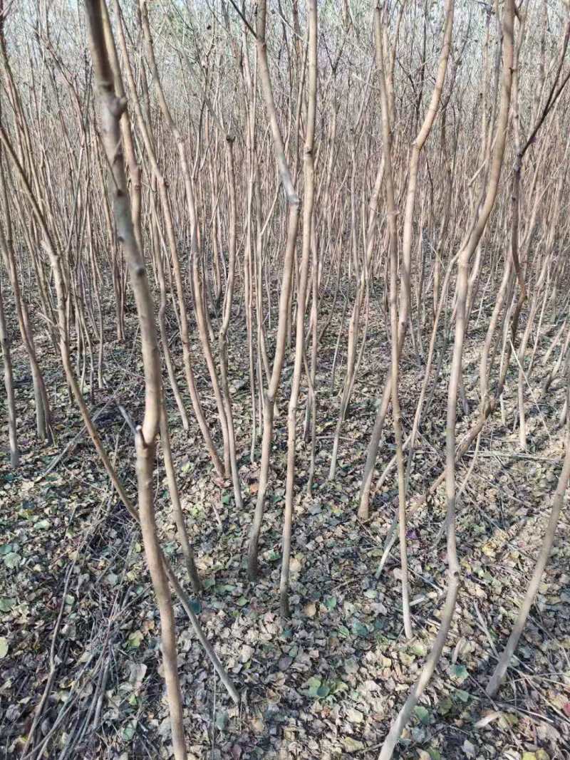 江苏精品榉树杯苗小苗，规格齐全量大价优欢迎下单