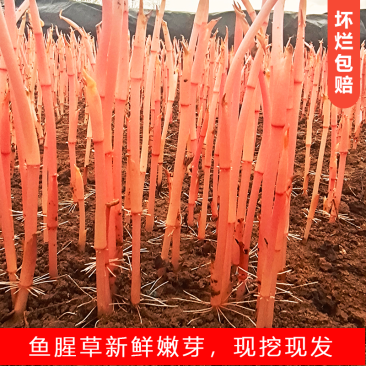 鱼腥草嫩芽尖新鲜折耳根嫩尖嫩芽凉拌折耳根一件代发电商