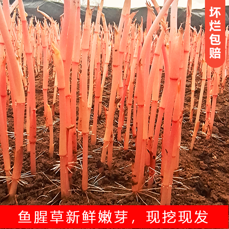 鱼腥草嫩芽尖新鲜折耳根嫩尖嫩芽凉拌折耳根一件代发电商