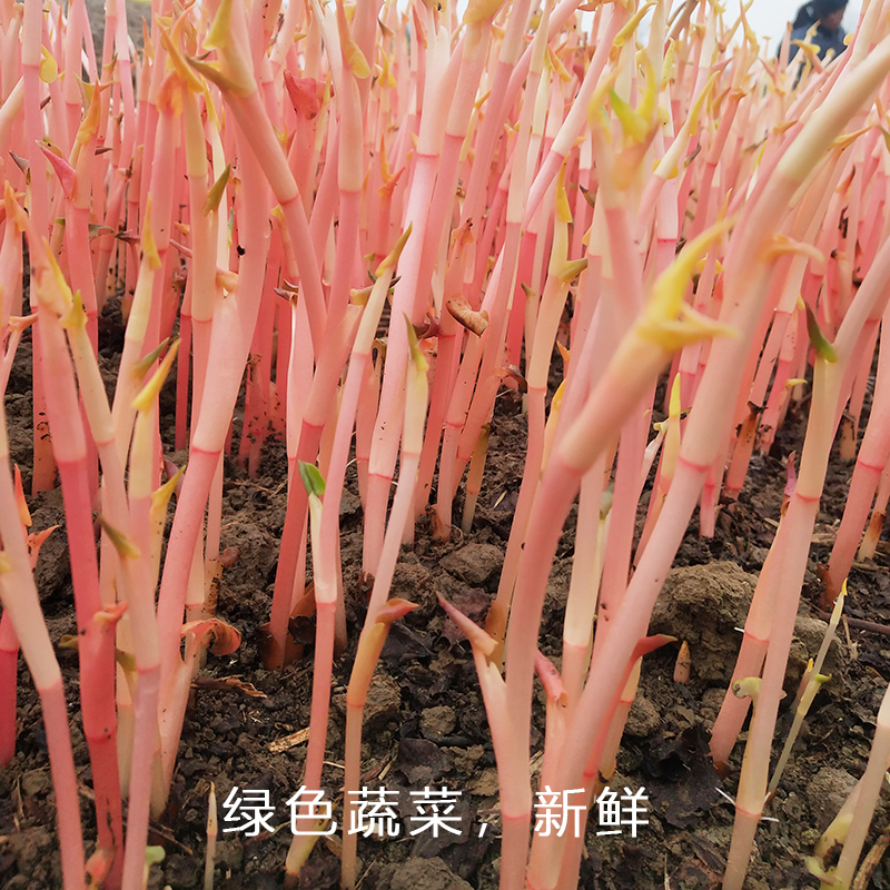 鱼腥草嫩芽尖新鲜折耳根嫩尖嫩芽凉拌折耳根一件代发电商