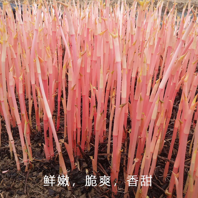 鱼腥草嫩芽尖新鲜折耳根嫩尖嫩芽凉拌折耳根一件代发电商