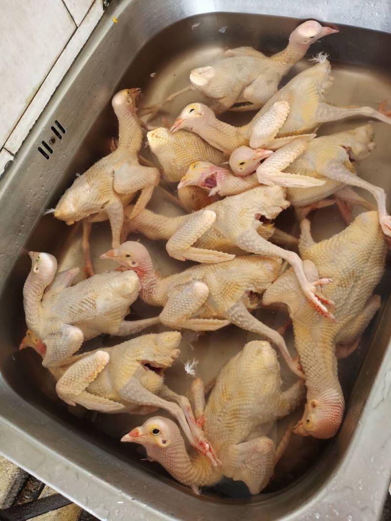 长寿之乡〔鸽子〕精致包装口感鲜美营养丰富大量批发节日特惠