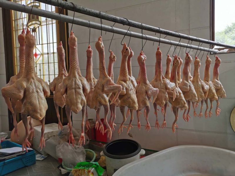 长寿之乡〔鸽子〕精致包装口感鲜美营养丰富大量批发节日特惠
