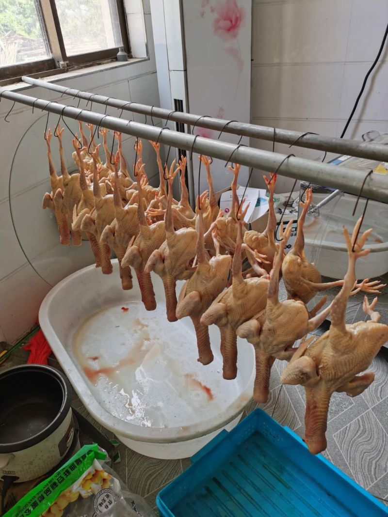 长寿之乡〔鸽子〕精致包装口感鲜美营养丰富大量批发节日特惠