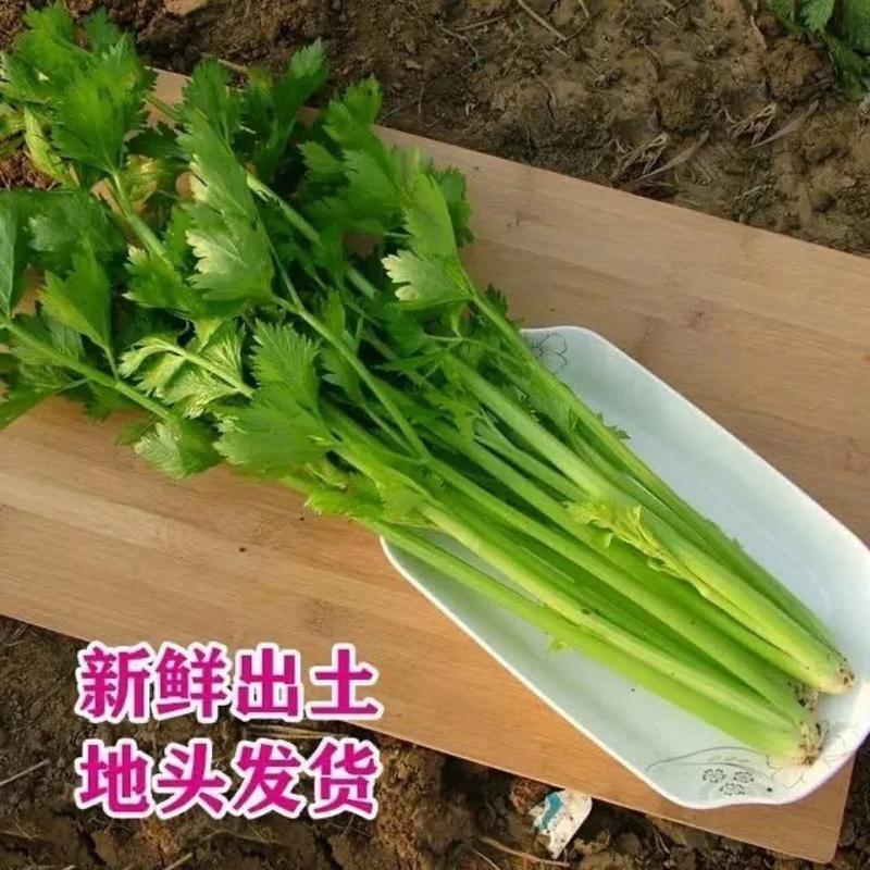 【精品】皇后芹菜（代发全国）欢迎来电咨询！竭诚为您服务