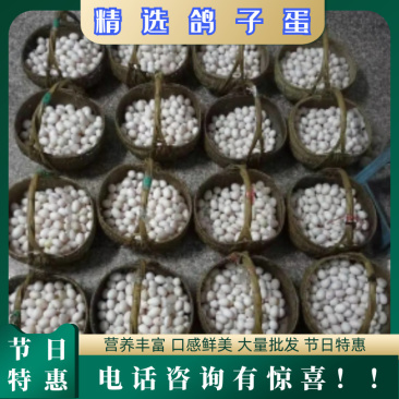 长寿之乡〔新鲜鸽子蛋批发〕新鲜鸽蛋批发营养高-纯鲜蛋