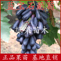 蓝宝石葡萄苗包品种纯度，阳光玫瑰葡萄苗嫁接苗