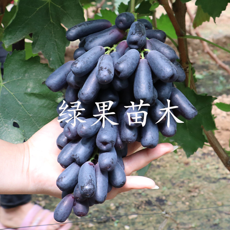 纯正甜蜜蓝宝石葡萄苗包品种纯度，阳光玫瑰葡萄苗嫁接苗