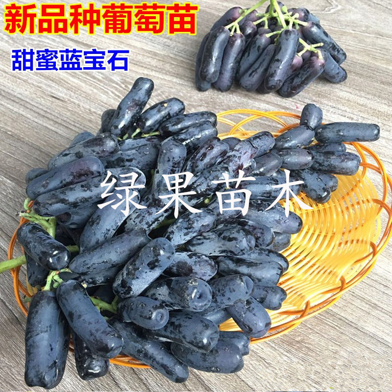 纯正甜蜜蓝宝石葡萄苗包品种纯度，阳光玫瑰葡萄苗嫁接苗