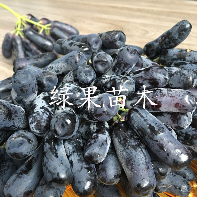 纯正甜蜜蓝宝石葡萄苗包品种纯度，阳光玫瑰葡萄苗嫁接苗