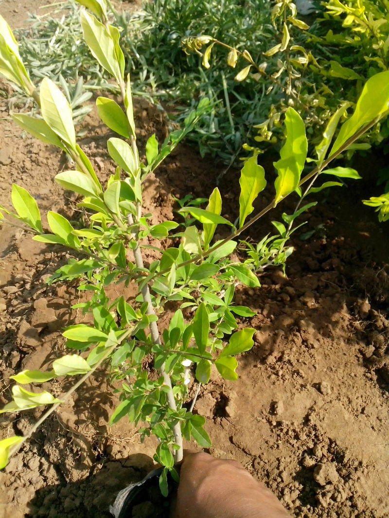 水蜡自产自销水蜡种植基地水蜡60万低价处理