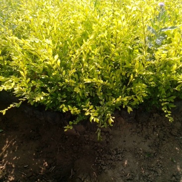金叶水蜡绿叶水蜡紫叶水蜡自产自销种植基地