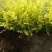 金叶水蜡绿叶水蜡紫叶水蜡自产自销种植基地