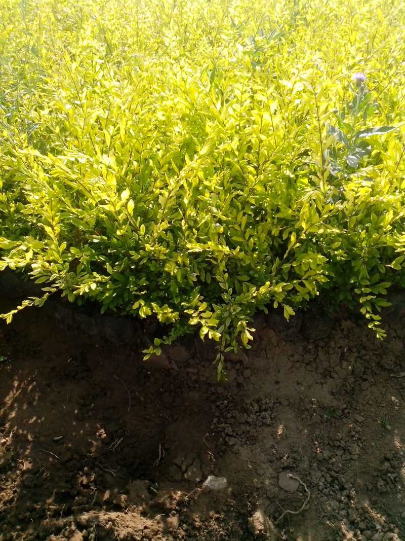 金叶水蜡绿叶水蜡紫叶水蜡自产自销种植基地