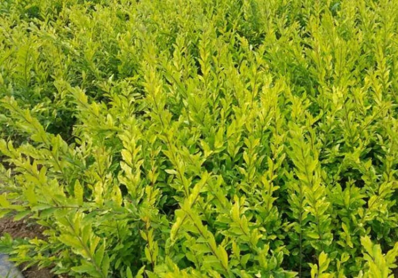 金叶水蜡绿叶水蜡紫叶水蜡自产自销种植基地