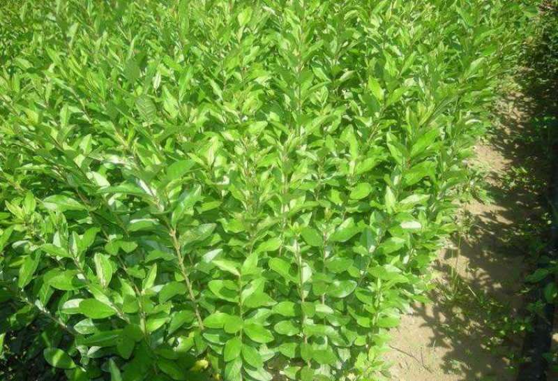 金叶水蜡绿叶水蜡紫叶水蜡自产自销种植基地