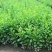金叶水蜡绿叶水蜡紫叶水蜡自产自销种植基地