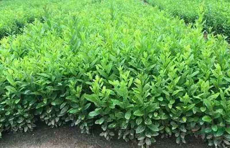 金叶水蜡绿叶水蜡紫叶水蜡自产自销种植基地