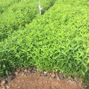连翘自产自销连翘种植基地连翘60万低价处理