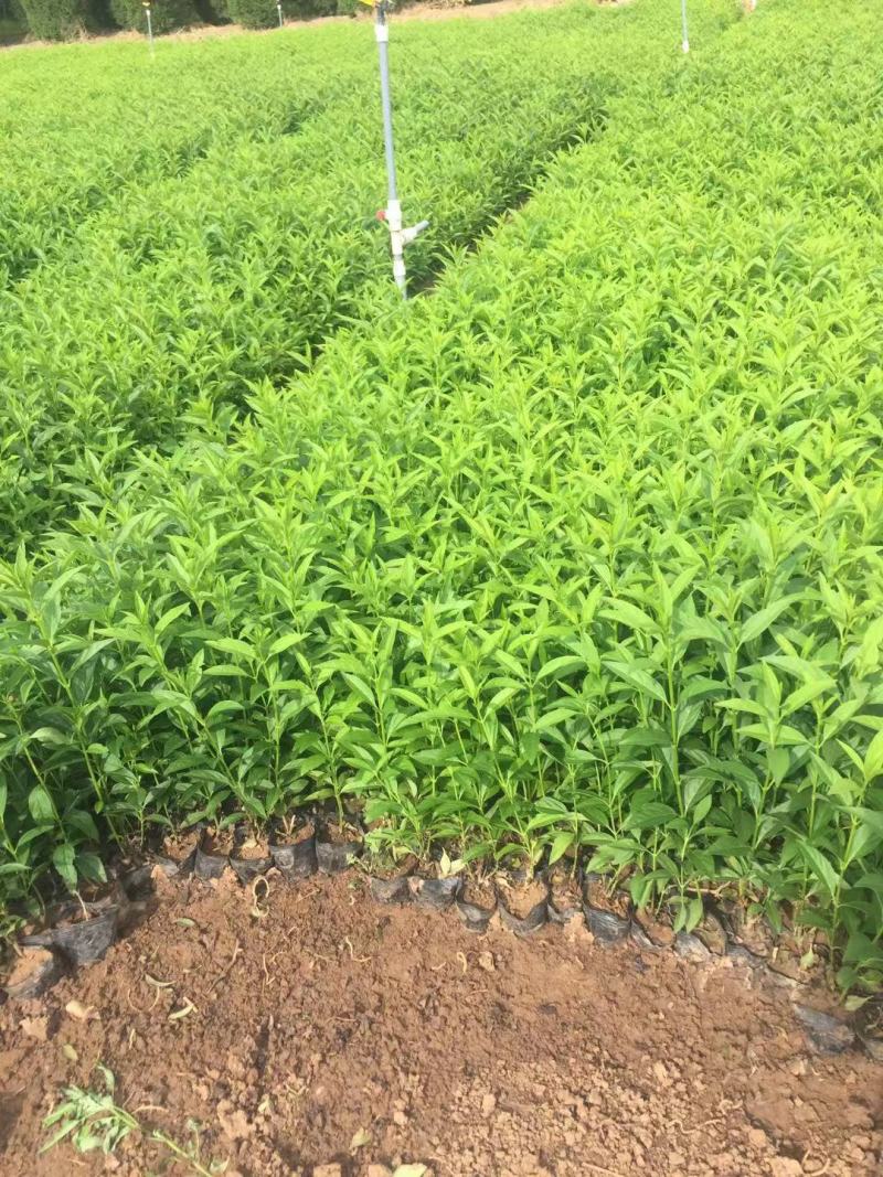 连翘自产自销连翘种植基地连翘60万低价处理