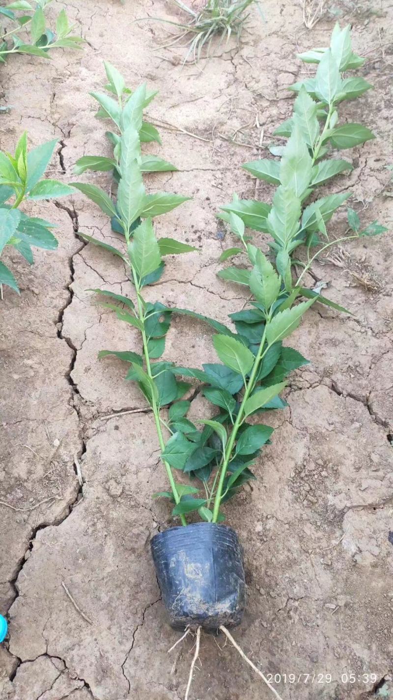 连翘自产自销连翘种植基地连翘60万低价处理