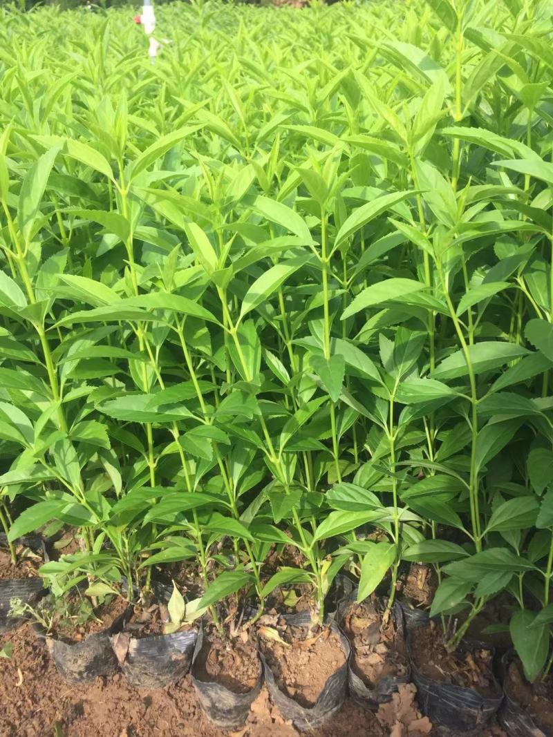 连翘自产自销连翘种植基地连翘60万低价处理