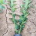 连翘自产自销连翘种植基地连翘60万低价处理