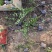 迎春自产自销迎春种植基地60万迎春批发