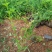 迎春自产自销迎春种植基地60万迎春批发
