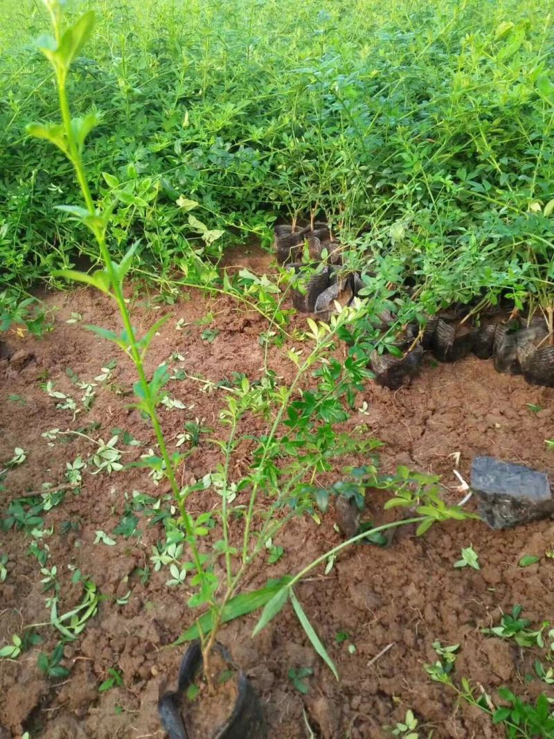 迎春自产自销迎春种植基地60万迎春批发