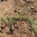 迎春自产自销迎春种植基地60万迎春批发