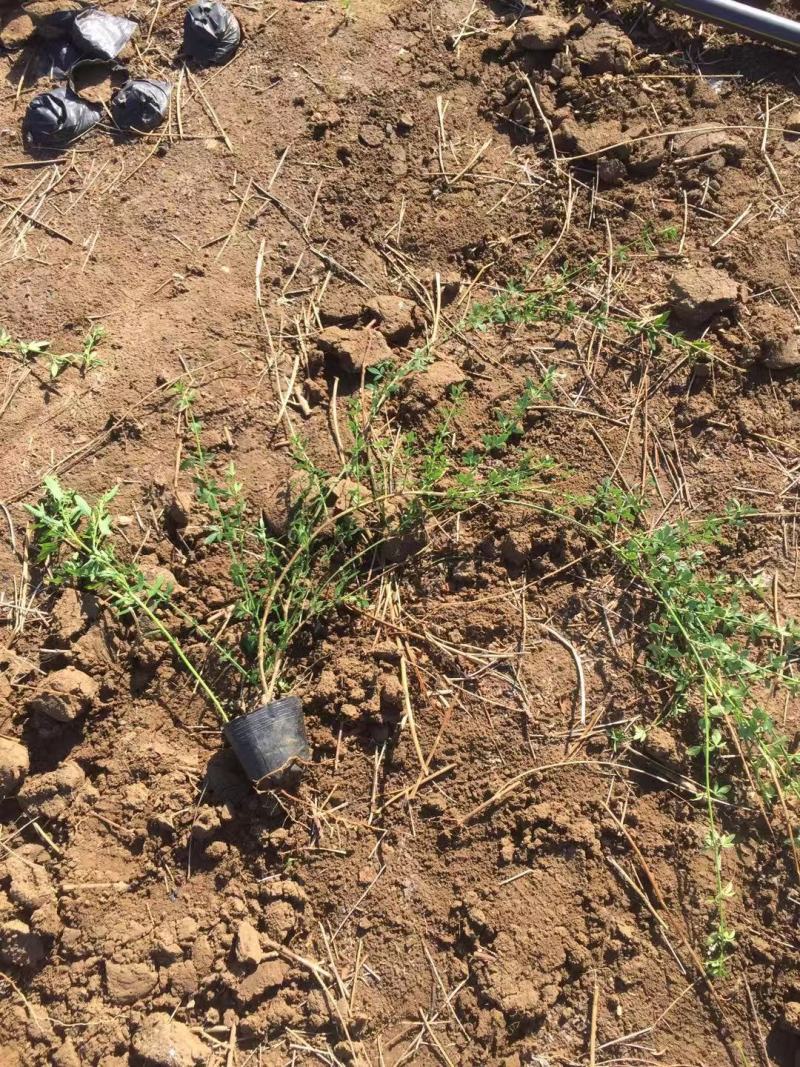 迎春自产自销迎春种植基地60万迎春批发