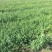 迎春自产自销迎春种植基地60万迎春批发
