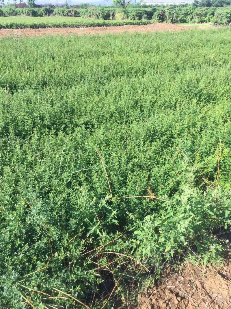 迎春自产自销迎春种植基地60万迎春批发