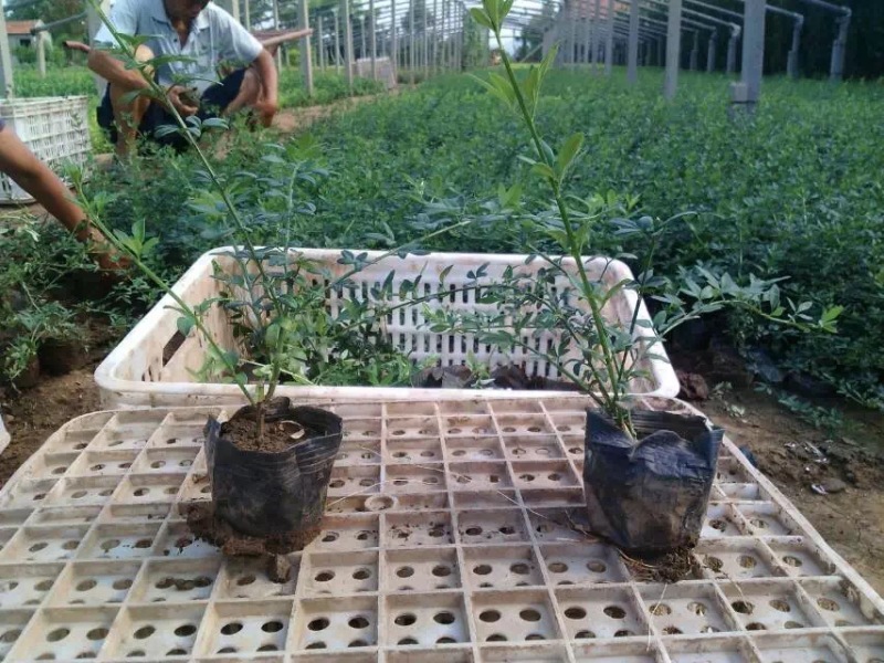 迎春自产自销迎春种植基地60万迎春批发