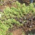 中天玫瑰自产自销中天玫瑰种植基地中天玫瑰批发