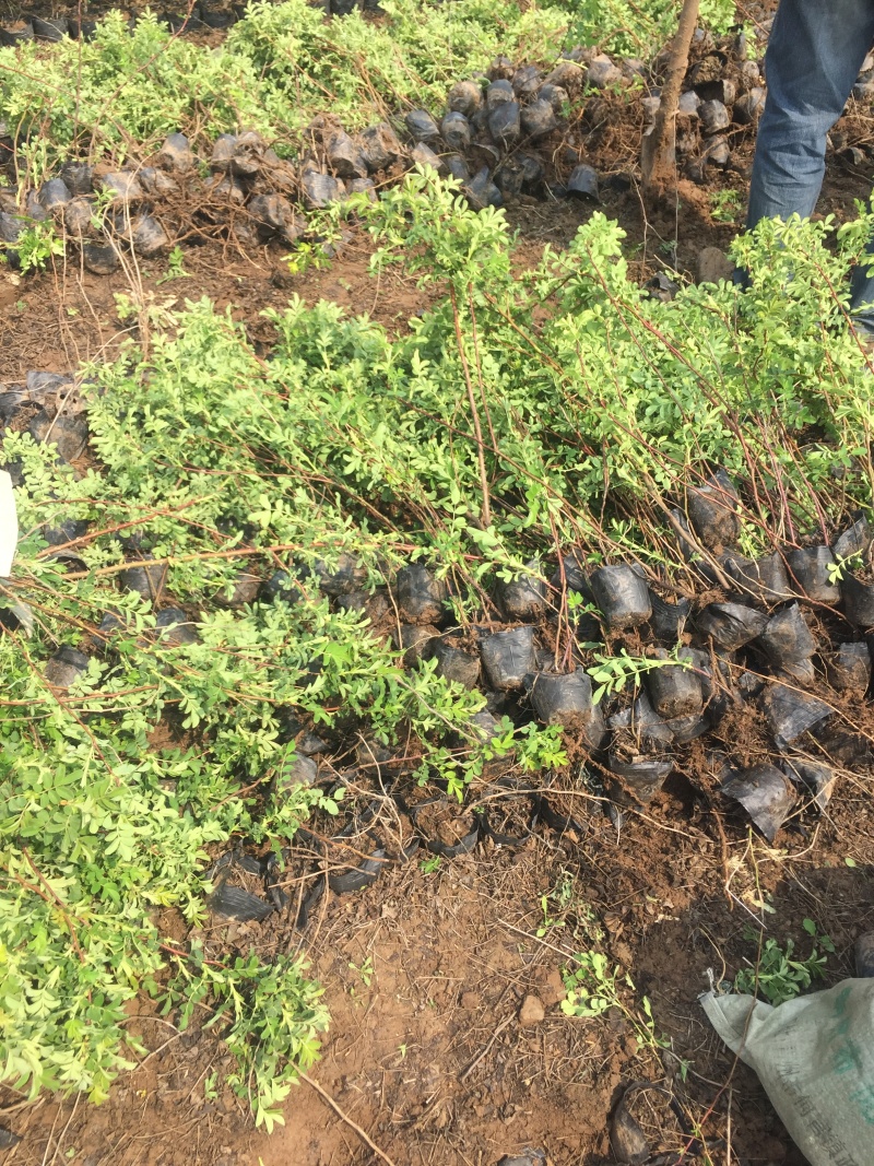 中天玫瑰自产自销中天玫瑰种植基地中天玫瑰批发