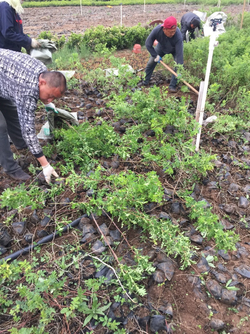 中天玫瑰自产自销中天玫瑰种植基地中天玫瑰批发