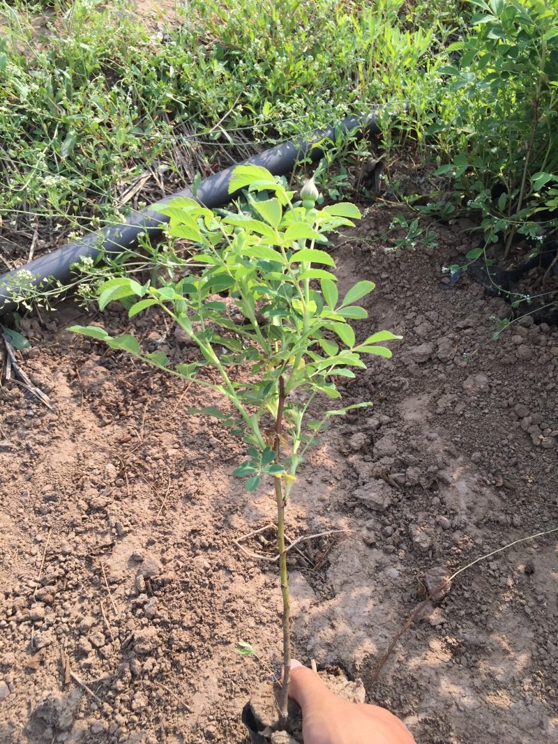 中天玫瑰自产自销中天玫瑰种植基地中天玫瑰批发