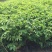 中天玫瑰自产自销中天玫瑰种植基地中天玫瑰批发