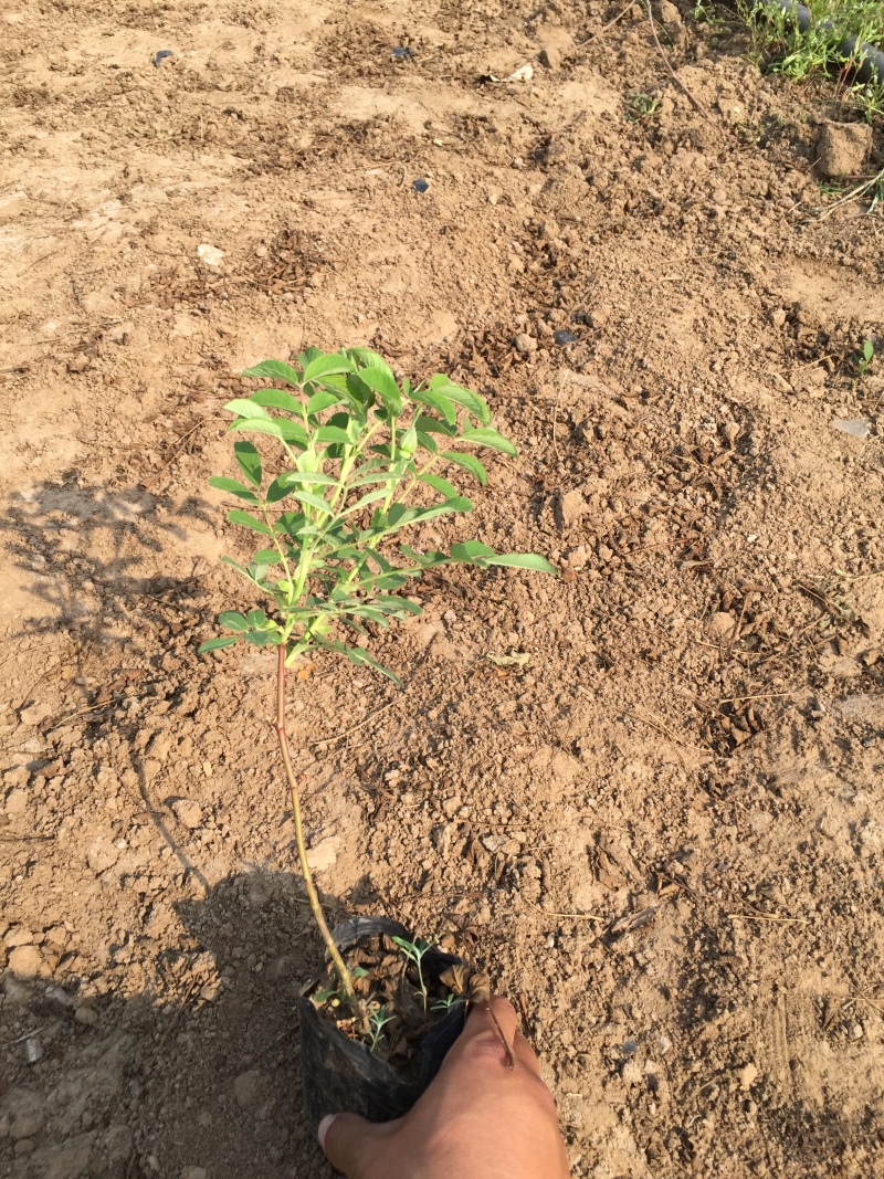 中天玫瑰自产自销中天玫瑰种植基地中天玫瑰批发