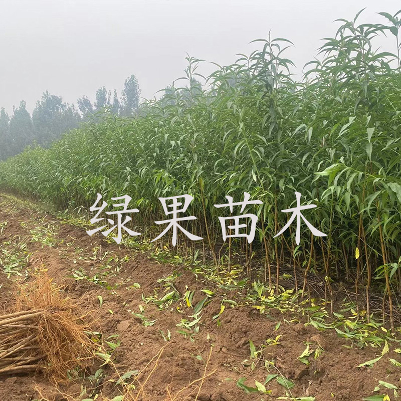 冬桃树苗晚熟桃霜红桃巨型冬桃苗嫁接桃树苗基地果苗