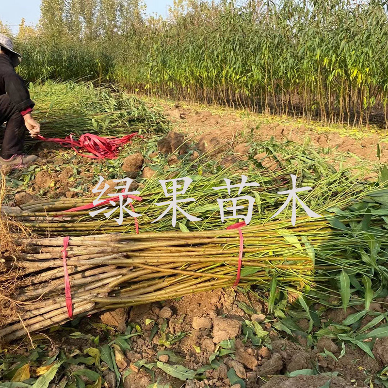 冬桃树苗晚熟桃霜红桃巨型冬桃苗嫁接桃树苗基地果苗