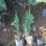 沙地柏农户直销沙地柏自产自销沙地柏种植基地