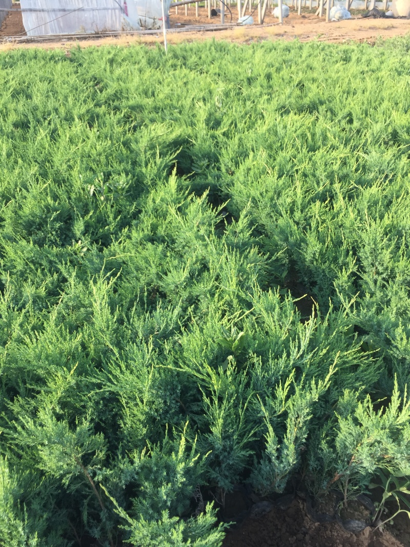 沙地柏农户直销沙地柏自产自销沙地柏种植基地